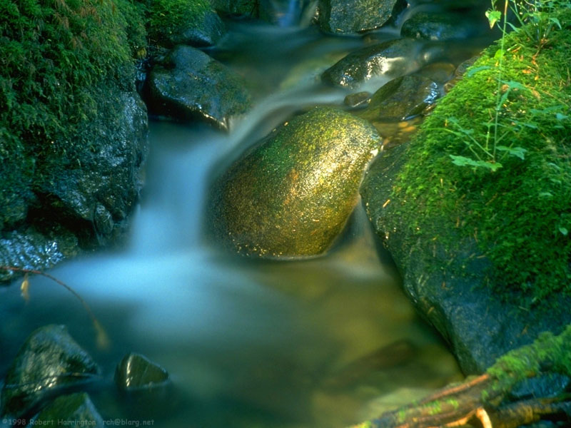 mossness